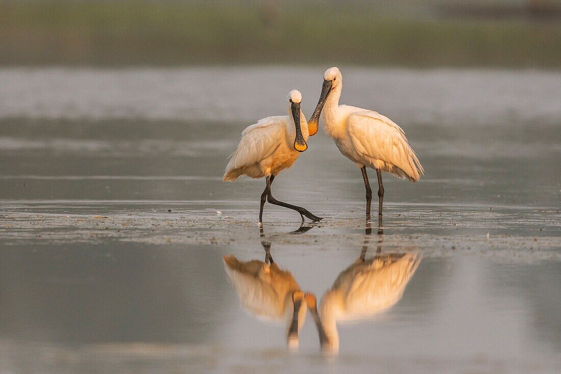 Frankreich, Somme, Somme Bay, Le Crotoy, Crotoy Marsh, Löffler (Platalea leucorodia Eurasian Spoonbill), gemeinsame und gegenseitige Pflege zur Aufrechterhaltung der sozialen Beziehungen