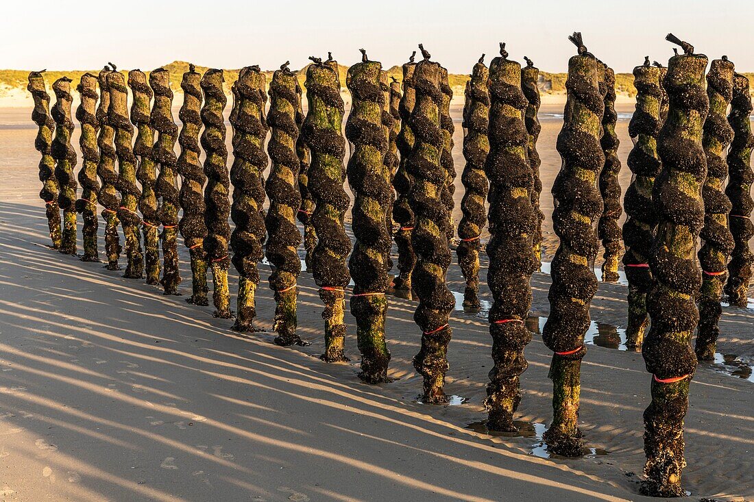 France, Somme, Marquenterre, Quend-Plage, mussel culture, about 50 000 mussels are exploited by mussel farmers, they are discovered at low tide\n