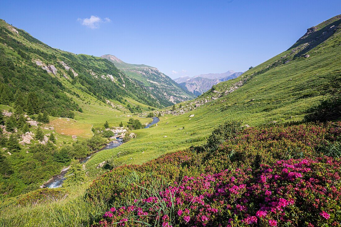 France, Hautes Alpes, Ecrins National Park, Champsaur, Drac Noir valley, Prapic, Drac Noir river and Alpen Rose flowers (Rhododendron ferrugineum)\n