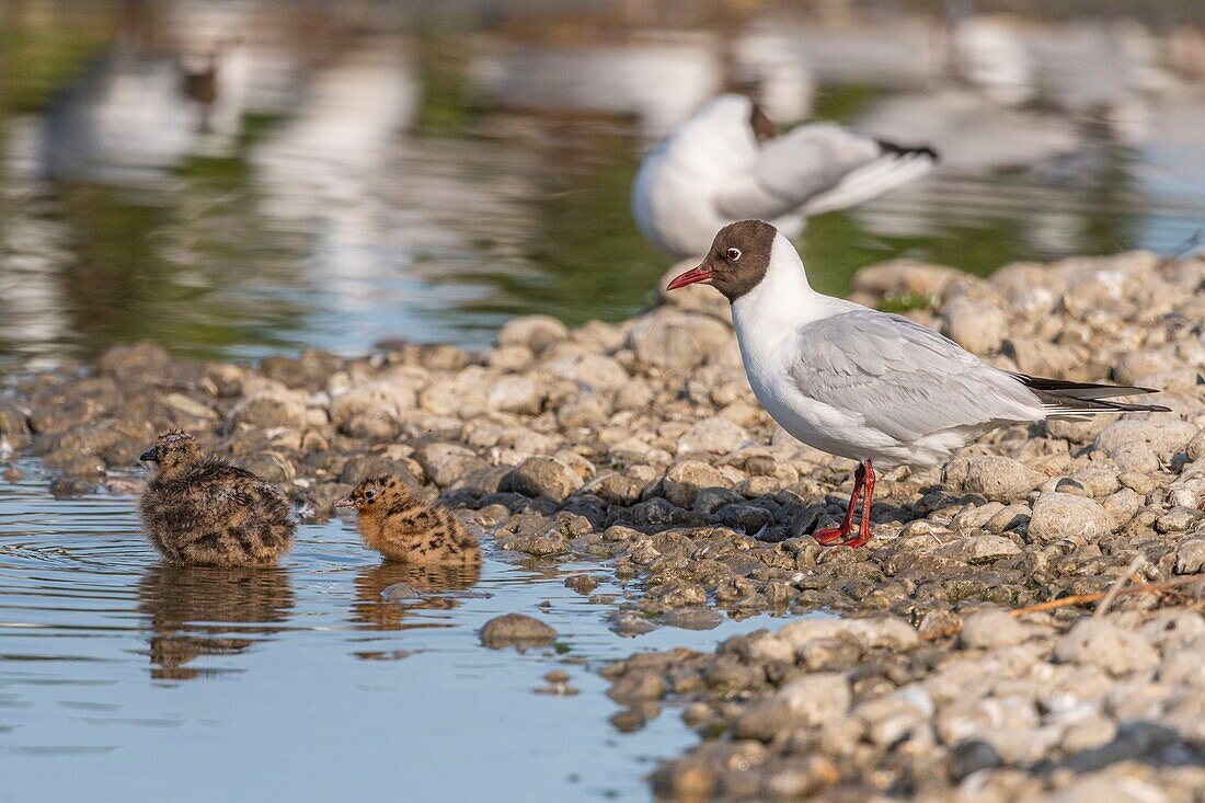 Frankreich, Somme, Somme-Bucht, Crotoy-Sumpf, Le Crotoy, jedes Jahr lässt sich eine Lachmöwenkolonie (Chroicocephalus ridibundus - Lachmöwe) auf den kleinen Inseln des Crotoy-Sumpfes nieder, um zu nisten und die Küken fortzupflanzen, die sich durch ihre Mimik vor Fressfeinden schützen