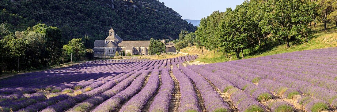 France, Vaucluse, municipality of Gordes, field of lavender in front of the abbey Notre Dame de Senanque of the XIIth century\n