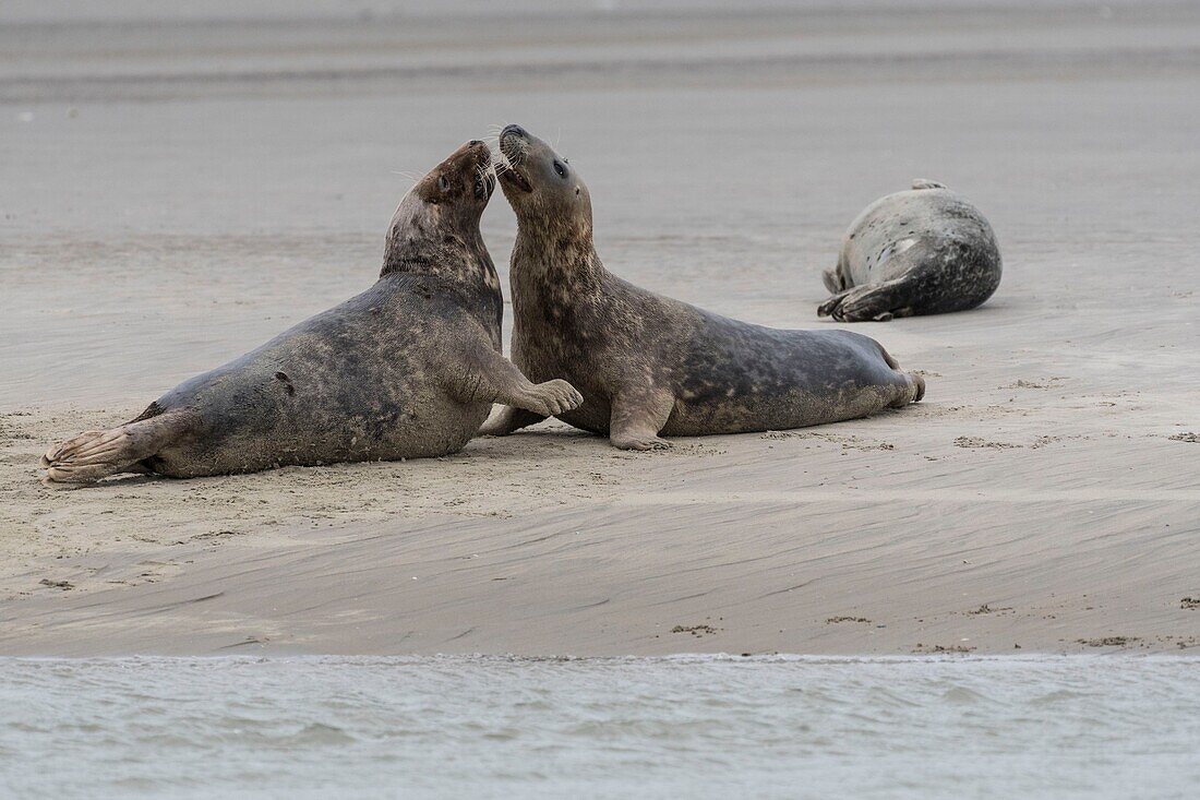 France, Pas de Calais, Authie Bay, Berck sur Mer, Grey Seal Games (Halichoerus grypus), at the beginning of autumn it is common to observe the grey seals playing between them in simulacra of combat, it's also a sign that the mating season is approaching\n