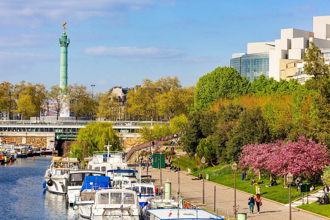 Frankreich, Paris, Bastille, Kirschblüten (Prunus serrulata) und der Hafen von Arsenal im Frühling