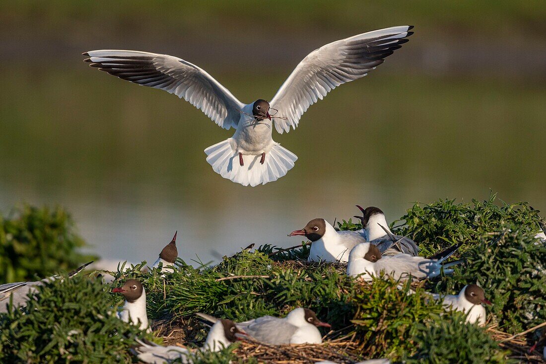 Frankreich, Somme, Somme-Bucht, Crotoy-Sumpf, Le Crotoy, jedes Jahr lässt sich eine Lachmöwenkolonie (Chroicocephalus ridibundus - Lachmöwe) auf den Inseln des Crotoy-Sumpfes nieder, um zu nisten und sich fortzupflanzen, die Vögel tragen die Zweige für den Nestbau