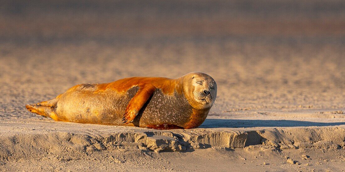 France, Pas de Calais, Opal Coast, Berck sur Mer, common seal (Phoca vitulina), seals are today one of the main tourist attractions of the Somme Bay and the Opal Coast\n