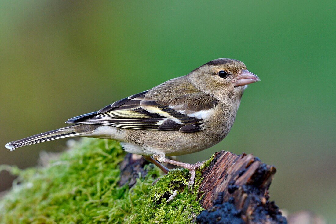 France, Doubs, bird, Chaffinch (Fringilla coelebs) on a stump in winter, female\n