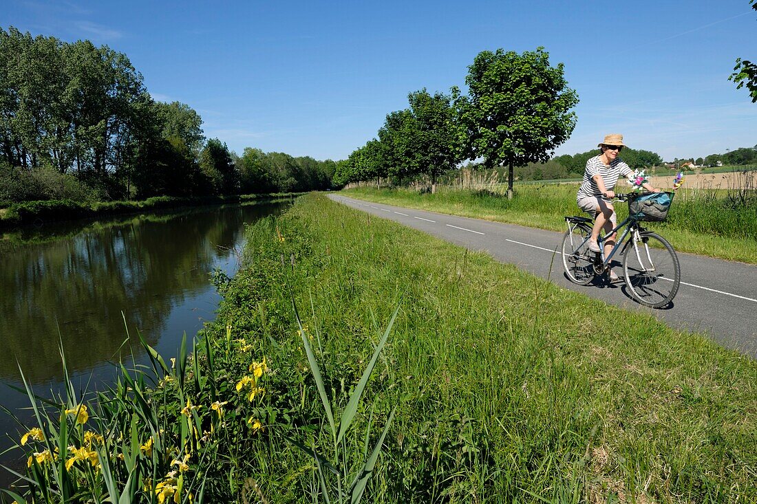France, Territoire de Belfort, Bretagne, Rhone Rhine canal, Euroveloroute 6 track, from Nantes to Budapest, bicycle, Yellow Iris (Iris pseudacorus)\n