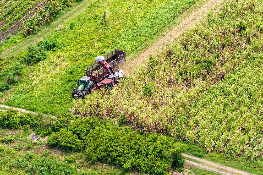 France, Caribbean, Lesser Antilles, Guadeloupe, Grande-Terre, Saint-François, mechanical harvesting of sugar cane in a field, aerial view\n