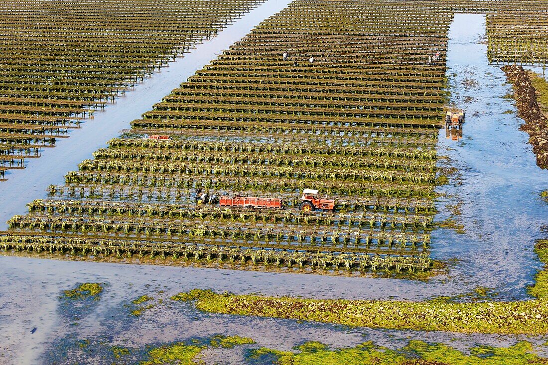 France, Charente Maritime, Re island, Loix, tractor in the oysters farms (aerial view)\n