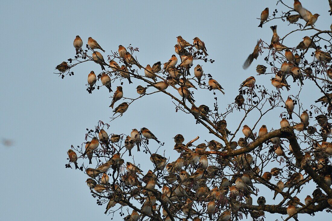 Frankreich, Doubs, Schweizer Grenze, Vogel, Buchfink (Fringilla montifringilla), der sich für die Nacht im Schlafsaal versammelt