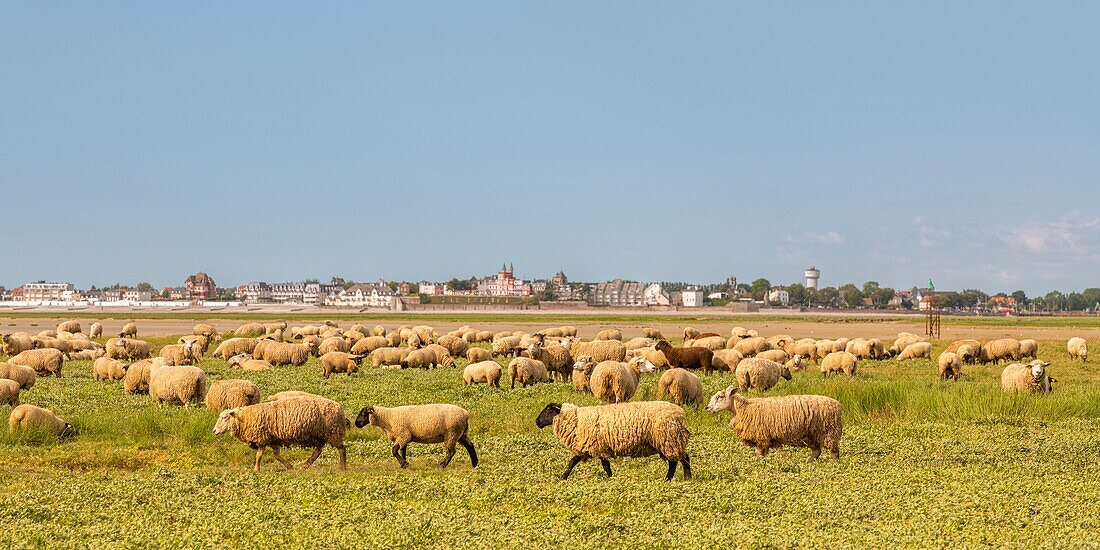 "France, Somme, Somme Bay, Saint Valery sur Somme, Cape Hornu, Sheeps in salted meadows facing Le Crotoy; foreshore sheep are a Controlled Origin Appellation (COA) with the obligation to graze halophilic plants several months of the year"\n