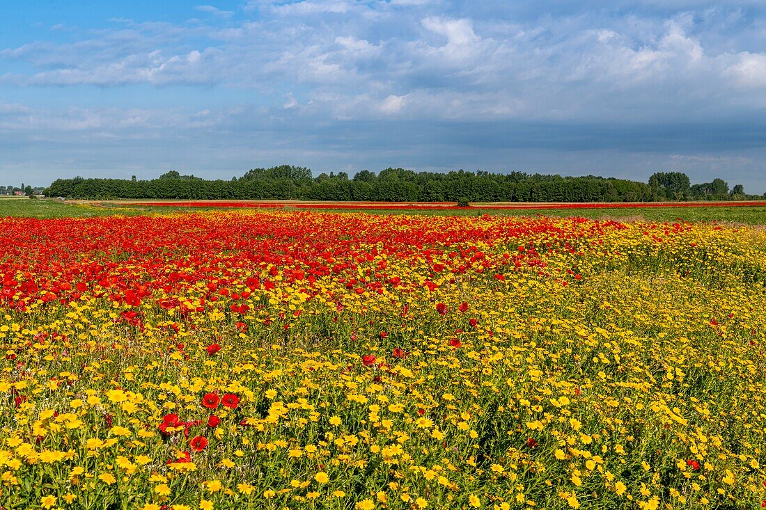 France, Somme, Bay of the Somme, Saint-Valery-sur-Somme, The fields of poppies between Saint-Valery-sur-Somme and Pendé have become a real tourist attraction and many people come to photograph there\n