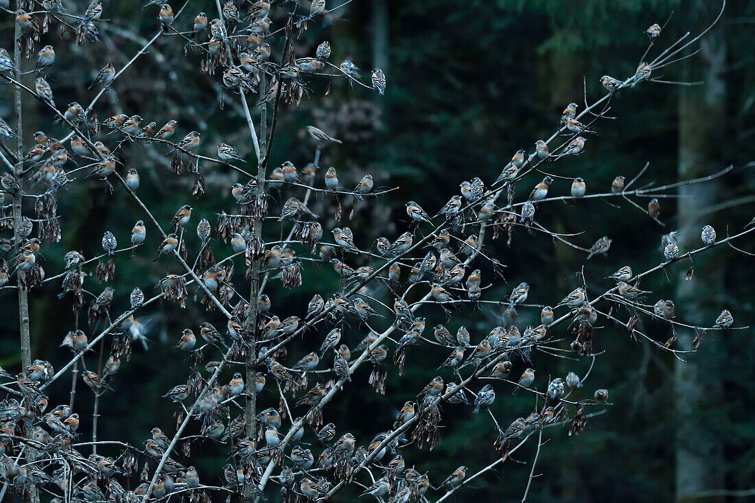 France, Doubs, Swiss border, bird, Chaffinch (Fringilla montifringilla) gathering in dormitory for the night\n