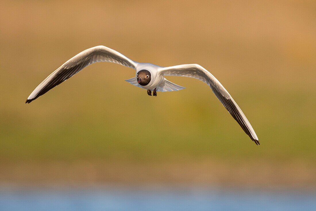 France, Somme, Bay of the Somme, Crotoy Marsh, Le Crotoy, every year a colony of black-headed gulls (Chroicocephalus ridibundus - Black-headed Gull) settles on the islets of the Crotoy marsh to nest and reproduce\n