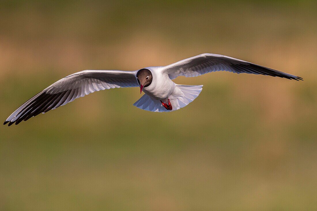 France, Somme, Baie de Somme, Le Crotoy, The Marsh du Crotoy welcomes each year a colony of Black-headed Gull (Chroicocephalus ridibundus), which come to nest and reproduce on islands in the middle of the ponds\n