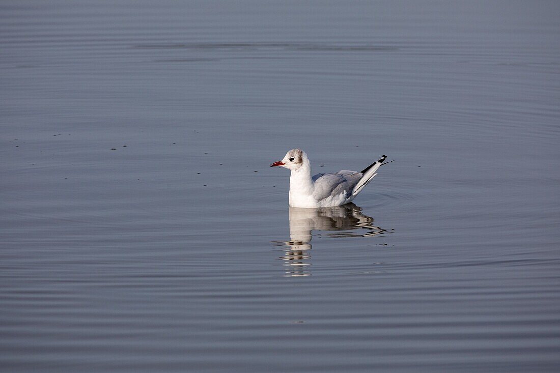 France, Somme, Baie de Somme, Saint Quentin en Tourmont, Natural Reserve of the Baie de Somme, Ornithological Park of Marquenterre, laughing seagull\n