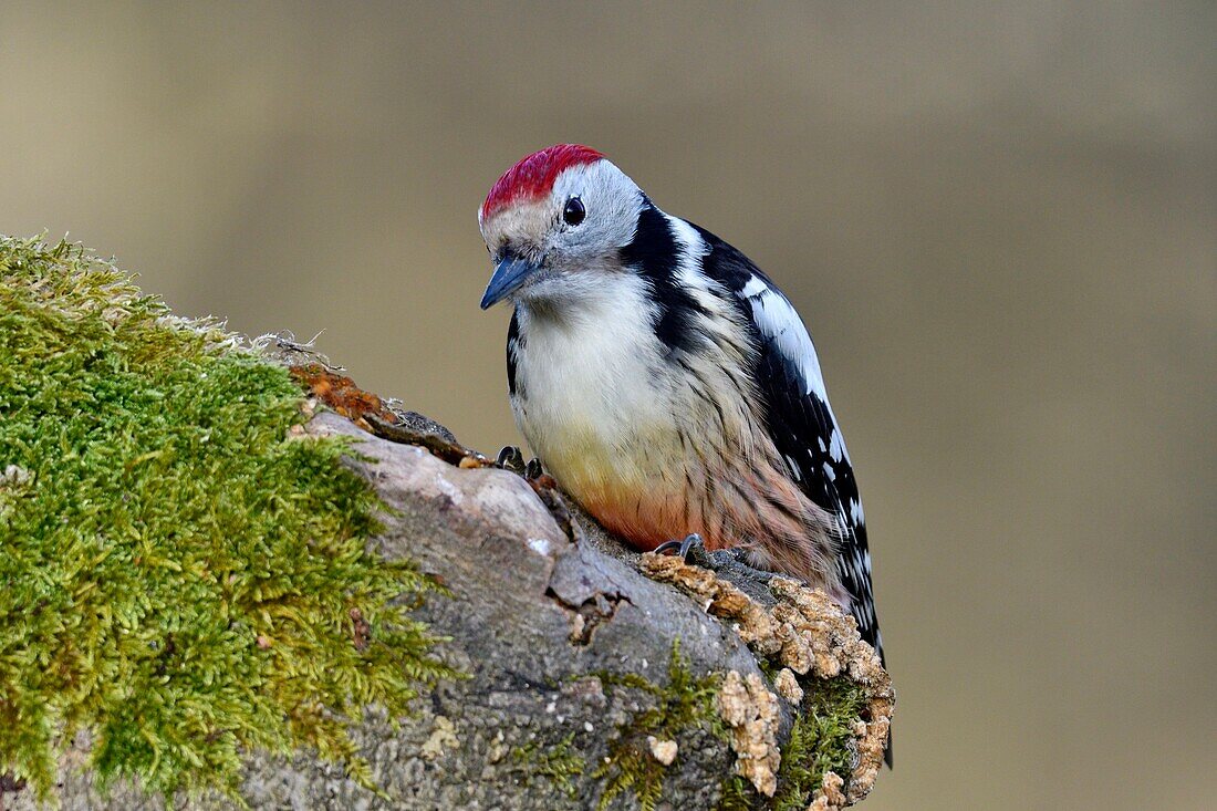 Frankreich, Doubs, Vogel, Specht (Dendrocopos medius) bei der Nahrungssuche an einem alten Baumstamm