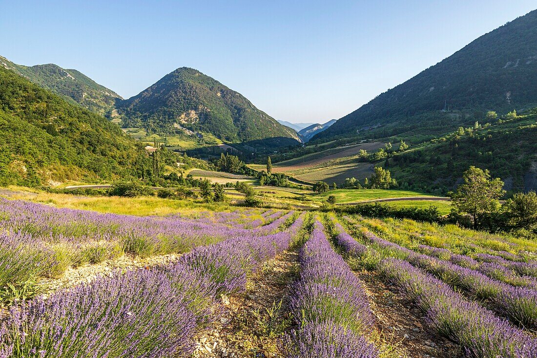 Frankreich, Drôme, regionaler Naturpark der Baronnies provençales, Chaudebonne, Lavendelfeld am Col Sausse