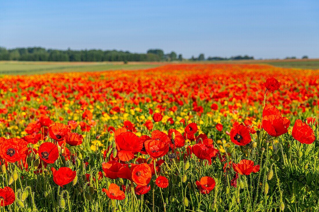 France, Somme, Bay of the Somme, Saint-Valery-sur-Somme, The fields of poppies between Saint-Valery-sur-Somme and Pendé have become a real tourist attraction and many people come to photograph there\n