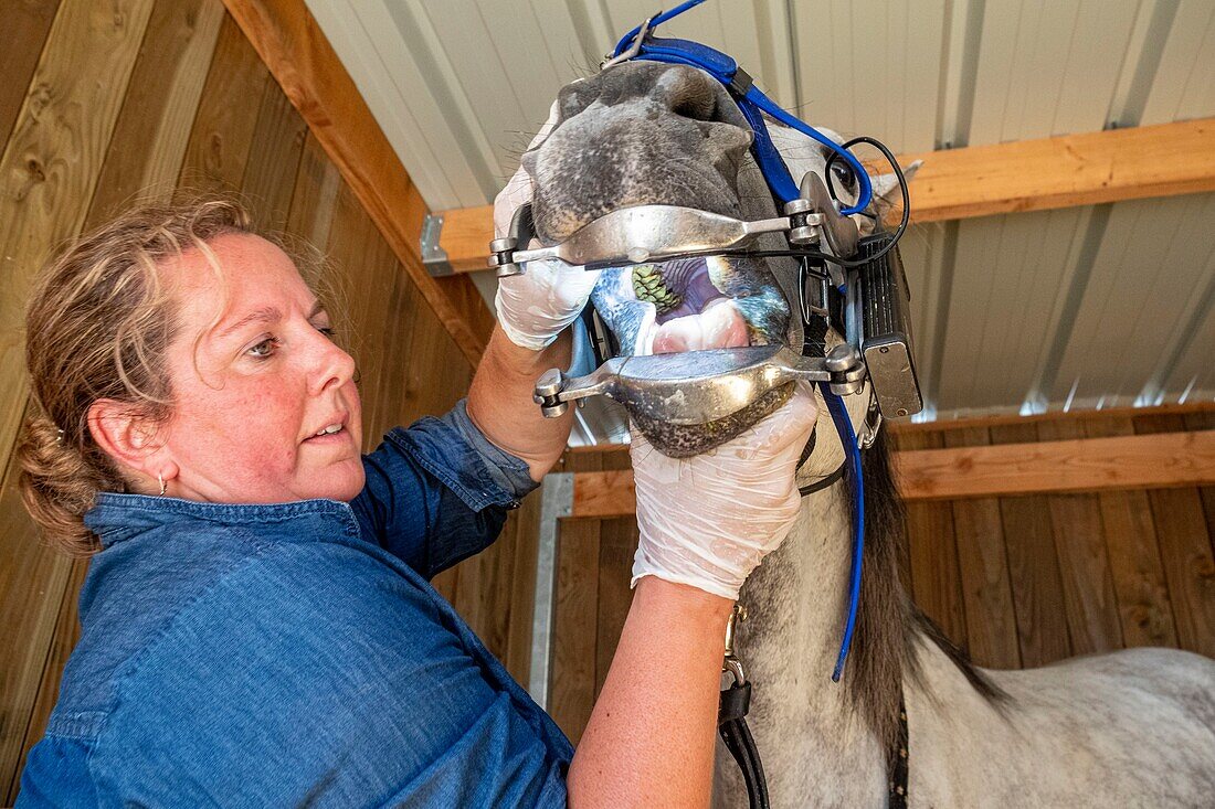 France, Oise, Chantilly, Chantilly Castle, the Great Stables, Géraldine Vandevenne, equine dental technician and Bitfitter, observes the jaw of a horse\n