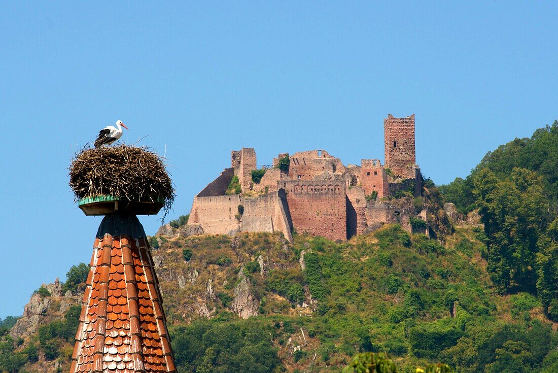 France, Haut Rhin, the Alsace Wine Route, Ribeauville, Stork tower (Tour des Cigognes) with a nest of White Stork (Ciconia ciconia), in the background St Ulrich Castle\n