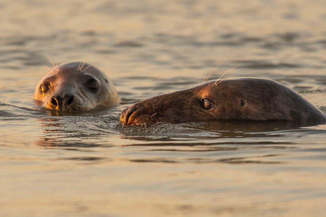 Frankreich, Pas de Calais, Authie Bay, Berck sur Mer, Kegelrobben (Halichoerus grypus), bei Ebbe ruhen die Robben auf den Sandbänken, von wo aus sie von der steigenden Flut gejagt werden, sobald sie im Wasser sind, treibt ihre natürliche Neugier sie dazu, sich manchmal sehr nahe zu nähern