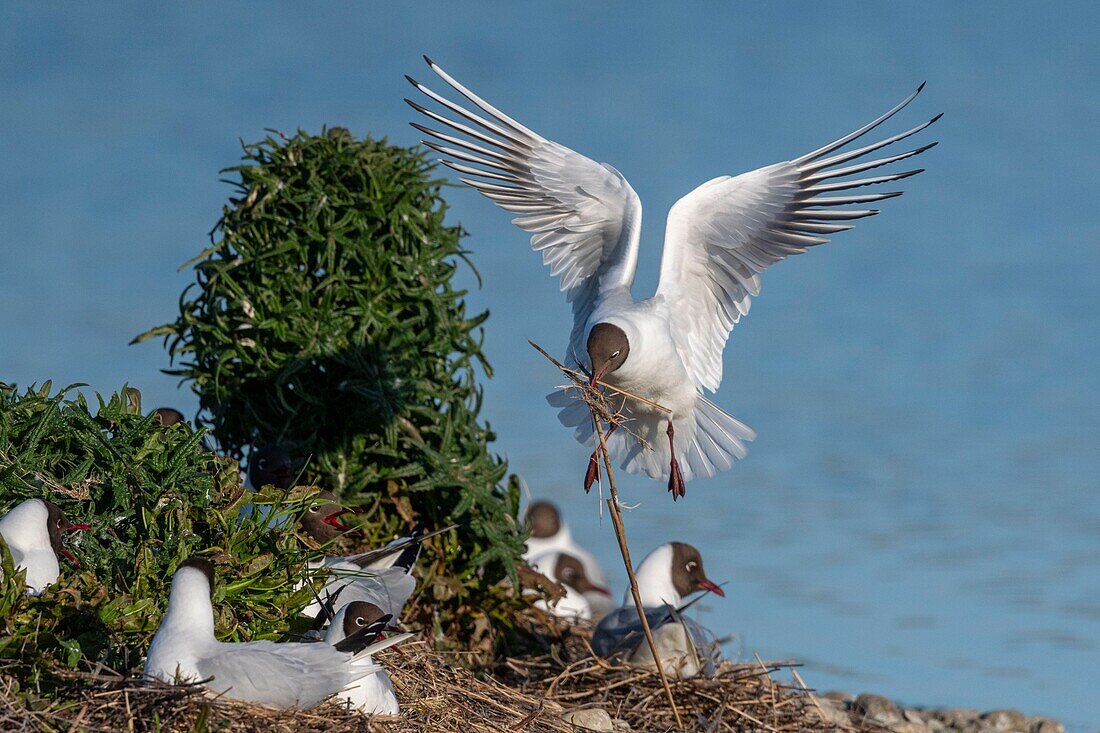 France, Somme, Bay of the Somme, Crotoy Marsh, Le Crotoy, every year a colony of black-headed gulls (Chroicocephalus ridibundus - Black-headed Gull) settles on the islets of the Crotoy marsh to nest and reproduce , the birds carry the branches for the construction of the nest\n