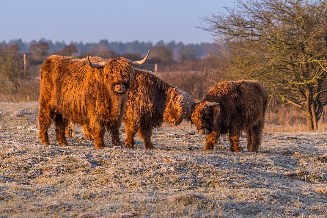 France, Somme, Somme Bay, Crotoy Marsh, Le Crotoy, Highland Cattle (Scottish cow) for marsh maintenance and eco grazing\n