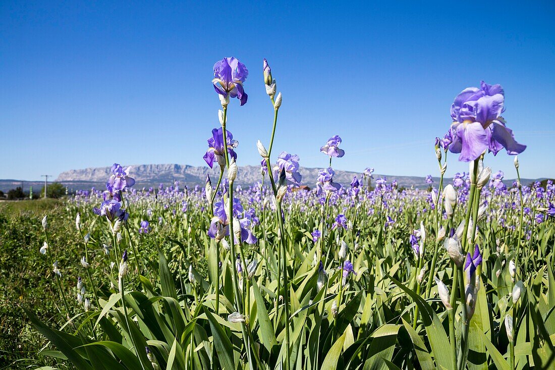 France, Bouches du Rhône, Pays d'Aix, Grand Site Sainte-Victoire, Trets, Iris fields of Dalmatian (iris pallida) facing Sainte-Victoire mountain\n