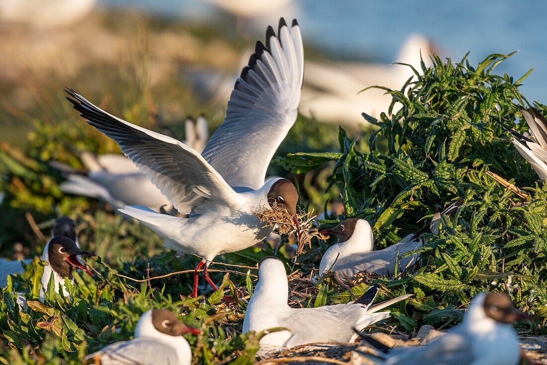 France, Somme, Bay of the Somme, Crotoy Marsh, Le Crotoy, every year a colony of black-headed gulls (Chroicocephalus ridibundus - Black-headed Gull) settles on the islets of the Crotoy marsh to nest and reproduce , the birds carry the branches for the construction of the nest\n