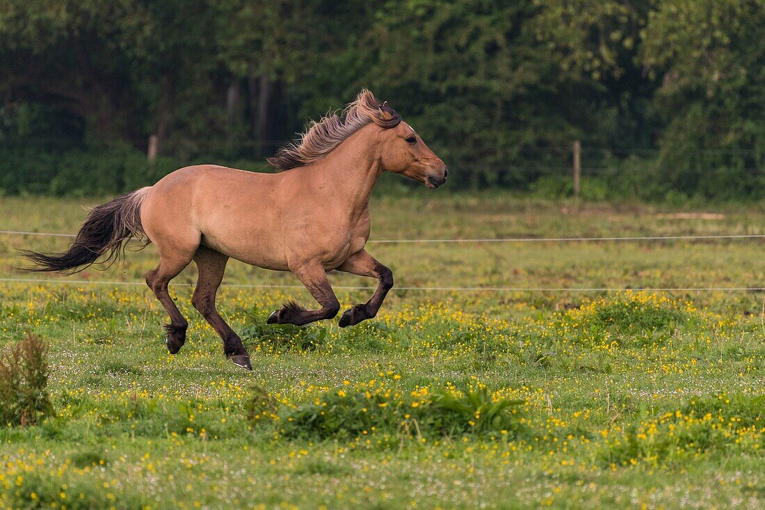 "France, Somme, Somme Bay, Saint Quentin en Tourmont, Horses Henson gallop; the Henson breed was created in the Somme Bay for the equestrian walk"\n