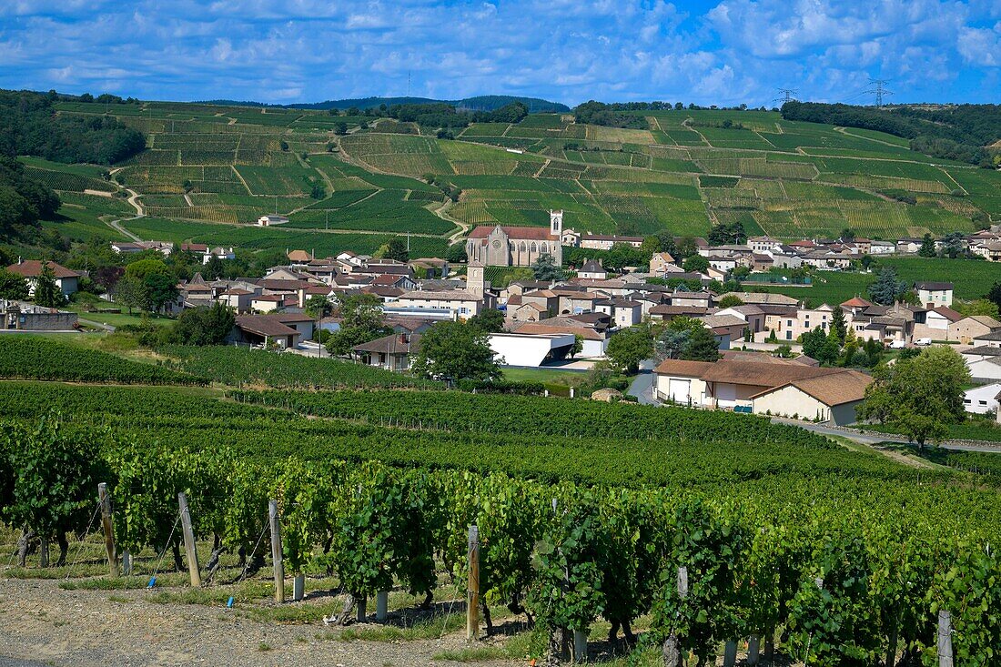 France, Saone et Loire, Fuisse, vineyards on a hillside with a village in the background\n