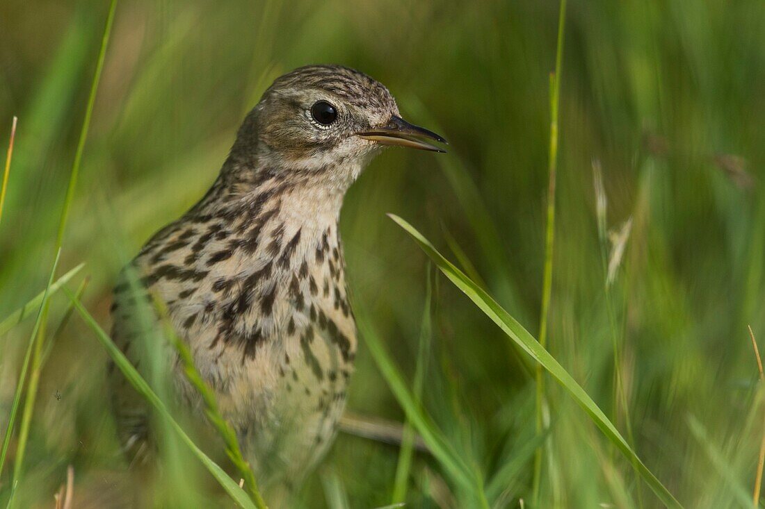 France, Somme, Baie de Somme, Cayeux sur Mer, The Hable d'Ault, Meadow Pipit (Anthus pratensis)\n