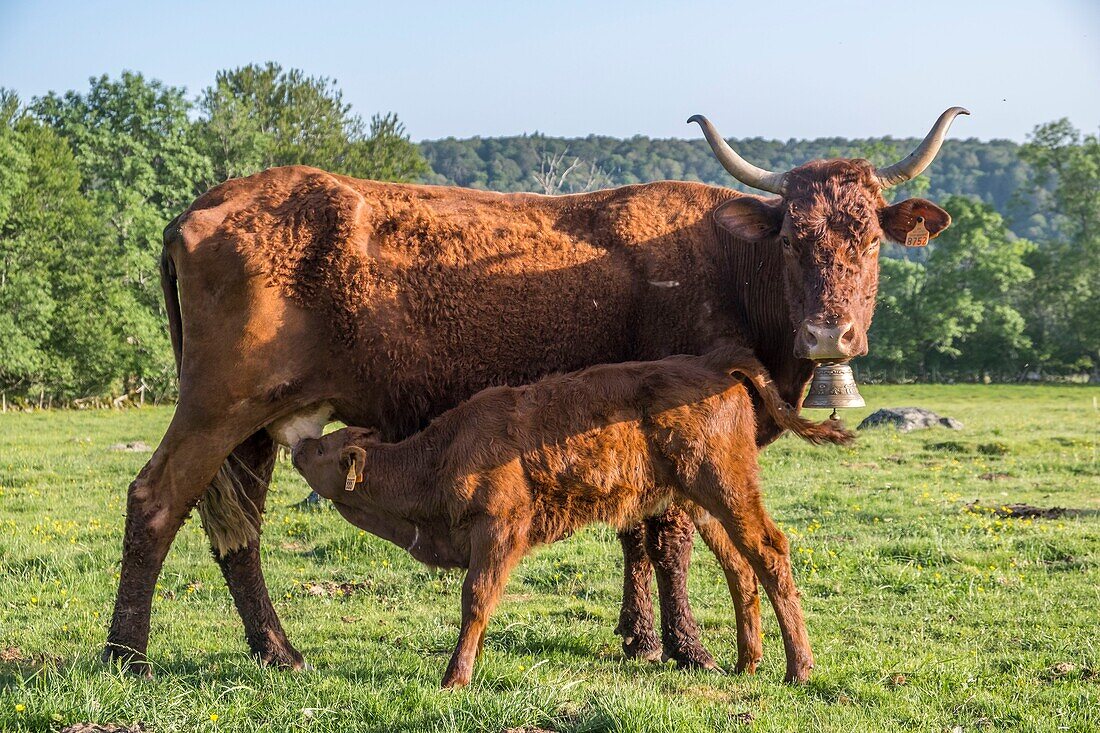 France, Puy de Dome, Chastreix, Remi Fargeix and his Salers cows, Parc Naturel Regional des Volcans d'Auvergne (Regional Nature Park of Auvergne Volcanoes), Massif du Sancy, Natural Reserve of Vallee de la Fontaine Salee\n