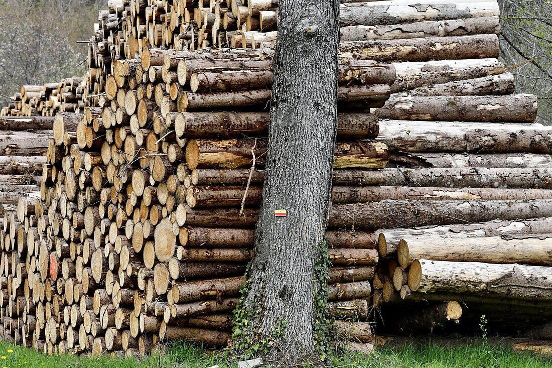 France, Doubs, cutting of fir wood, storing of steres in forest lizière\n