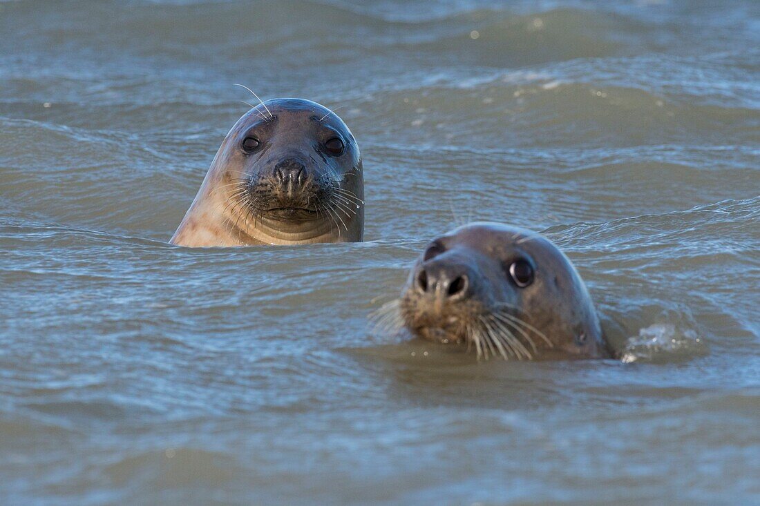 France, Pas de Calais, Authie Bay, Berck sur Mer, Grey seals (Halichoerus grypus), at low tide the seals rest on the sandbanks from where they are chased by the rising tide, once in the water, their natural curiosity pushes them to sometimes approach very close\n