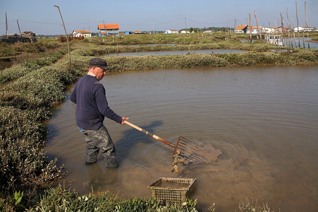 France, Charente Maritime, La Tremblade, Port de la Greve, Daniel Conseil, oyster producer and refiner\n