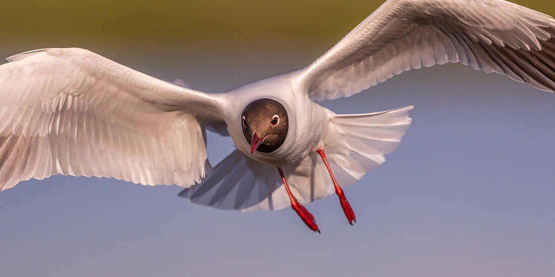 Frankreich, Somme, Baie de Somme, Le Crotoy, Der Sumpf von Crotoy beherbergt jedes Jahr eine Lachmöwenkolonie (Chroicocephalus ridibundus), die auf den Inseln in der Mitte der Teiche nistet und sich fortpflanzt