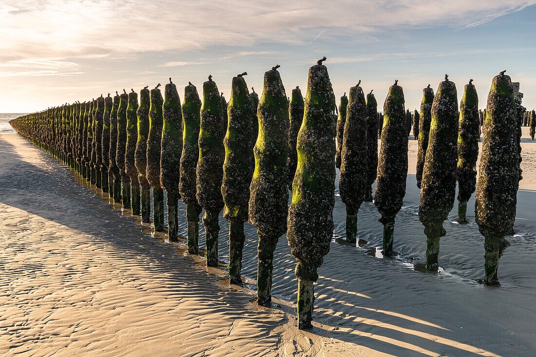 France, Somme, Marquenterre, Quend-Plage, mussel culture, about 50 000 mussels are exploited by mussel farmers, they are discovered at low tide\n