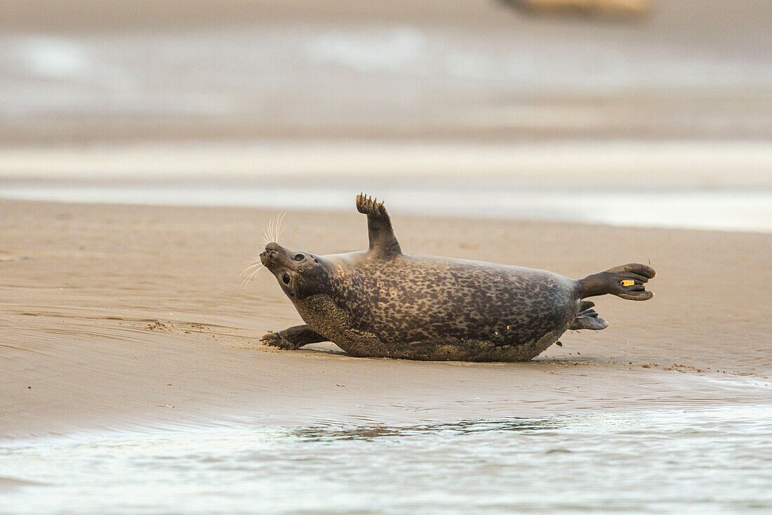 France, Pas de Calais, Opal Coast, Berck sur Mer, grey seal (Halichoerus grypus), seals are today one of the main tourist attractions of the Somme Bay and the Opal Coast\n