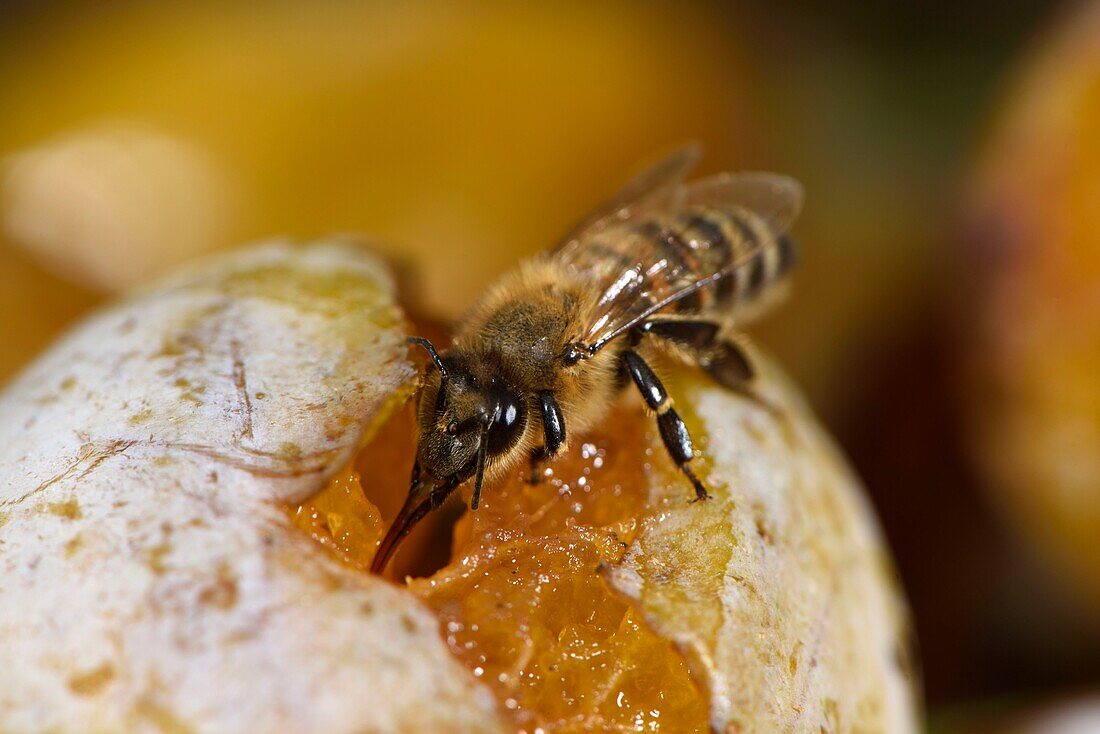 France, Territoire de Belfort, Belfort, orchard, European bee (Apis mellifera) on a fallen mirabelle plum\n