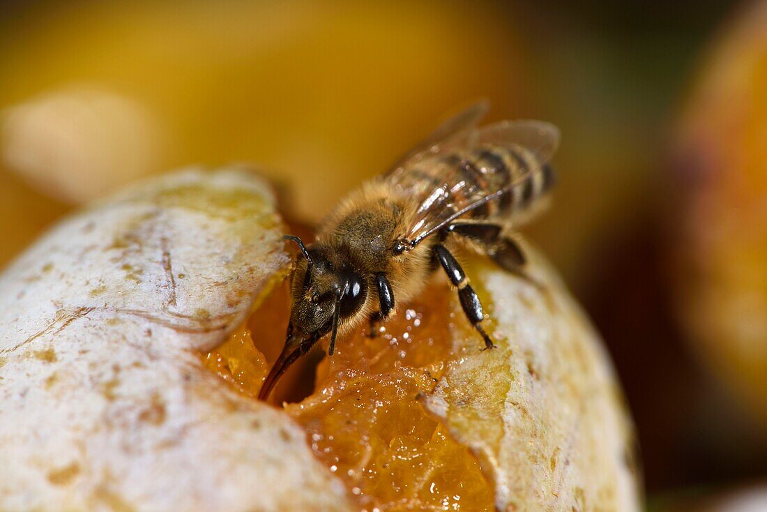 Frankreich, Territoire de Belfort, Belfort, Obstgarten, Europäische Biene (Apis mellifera) auf einer umgefallenen Mirabelle
