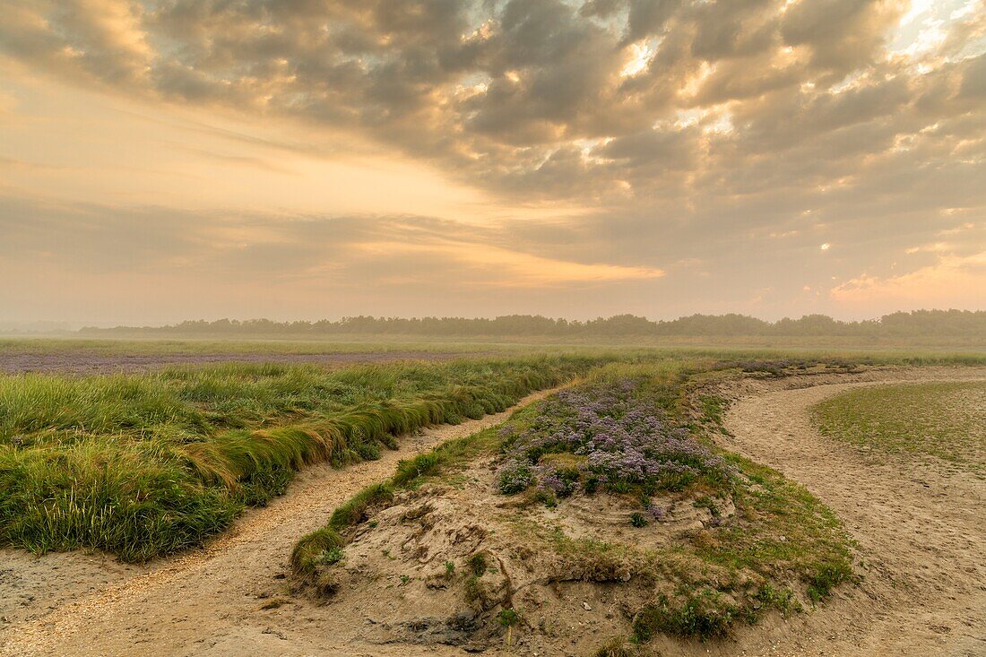 Frankreich, Somme, Somme-Bucht, Naturschutzgebiet der Somme-Bucht, Le Crotoy, Strände von Maye, Die Mollières der Somme-Bucht mit dem blühenden Fliedermeer am frühen Morgen