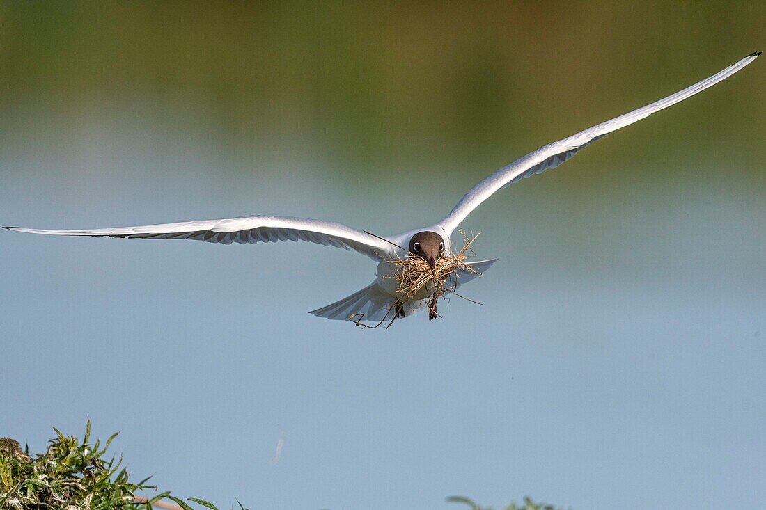 France, Somme, Bay of the Somme, Crotoy Marsh, Le Crotoy, every year a colony of black-headed gulls (Chroicocephalus ridibundus - Black-headed Gull) settles on the islets of the Crotoy marsh to nest and reproduce , the birds carry the branches for the construction of the nest\n