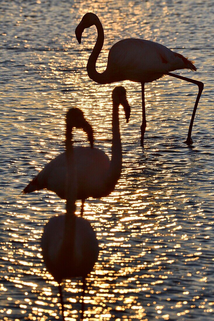 France, Bouches du Rhone, Camargue, Pont de Gau reserve, Flamingos (Phoenicopterus roseeus)\n