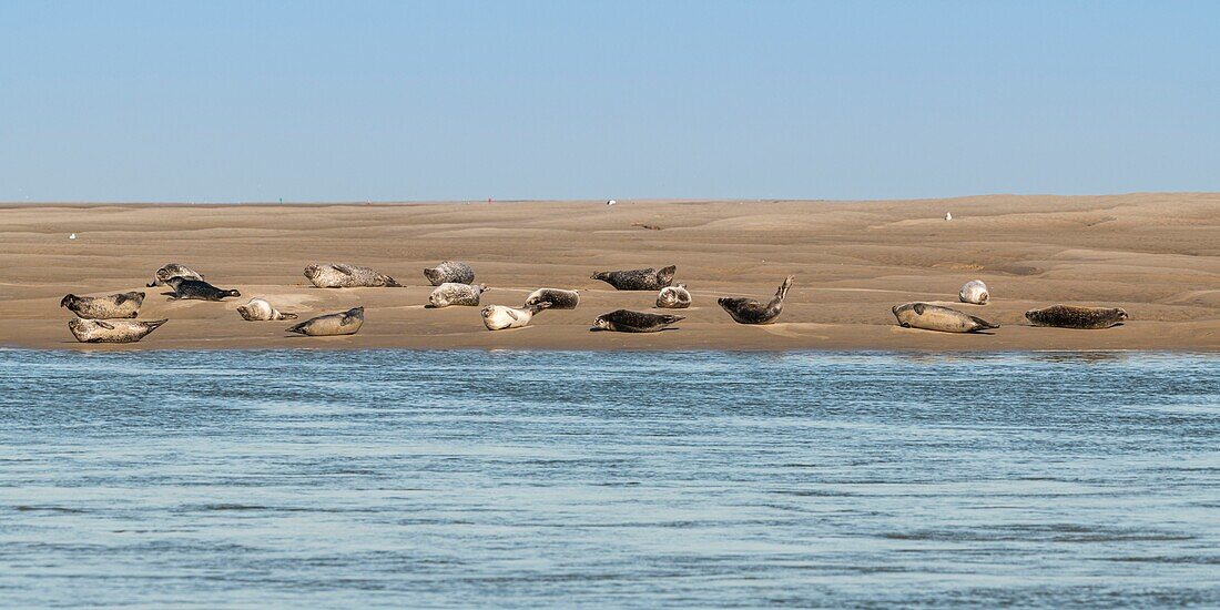 France, Somme, Somme Bay, Le Hourdel, The seals on the sandbanks in the Bay of Somme are one of the main tourist attraction\n