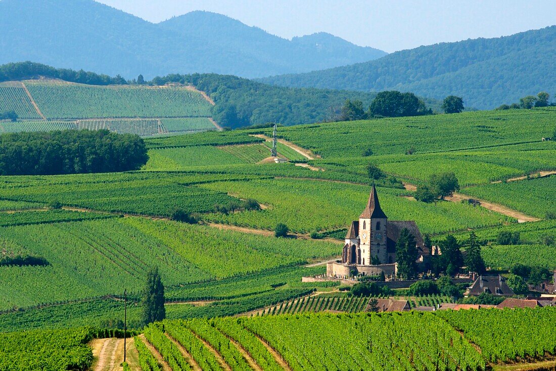 France, Haut Rhin, the Alsace Wine Route, Hunawihr, labelled Les Plus Beaux Villages de France (The Most Beautiful Villages of France), Vineyard and St Hune church\n
