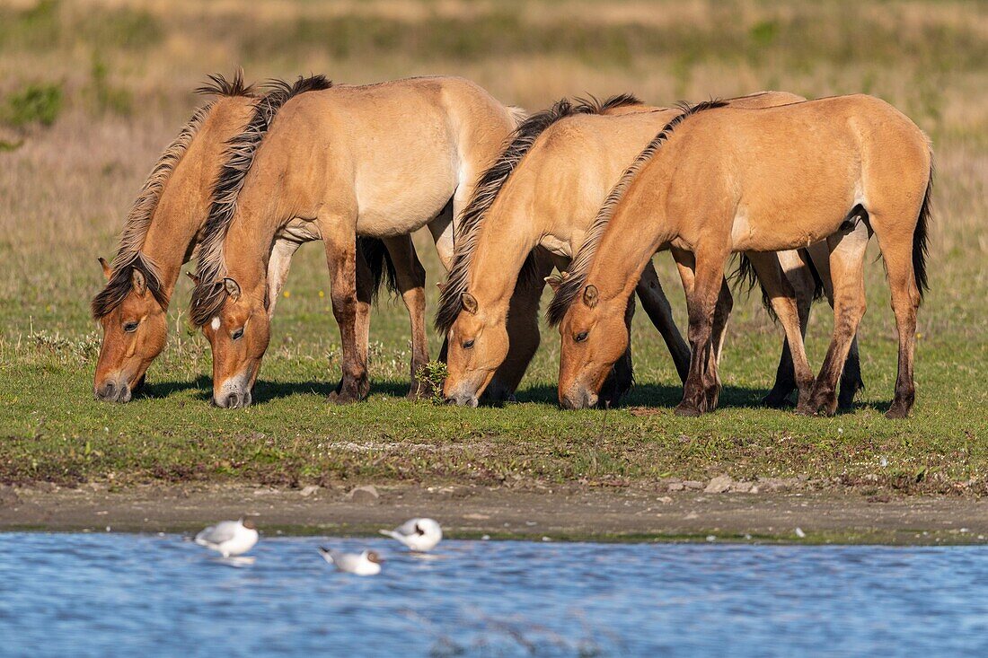"France, Somme, Bay of the Somme, Crotoy Marsh, Le Crotoy, Henson horses in the Crotoy marsh; this breed created in the Bay of Somme is well suited to horse riding and eco-grazing"\n