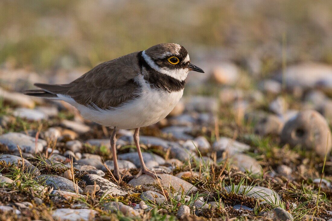 Frankreich, Somme, Baie de Somme, Cayeux sur Mer, Hable d'Ault, Flussregenpfeifer (Charadrius dubius) in kiesigen Wiesen und Kieselsteinen