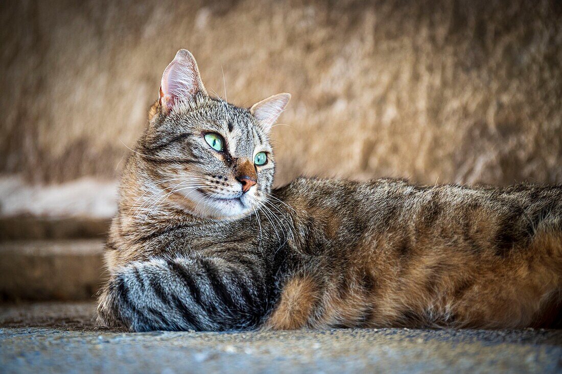 France, Drôme, regional natural park of Baronnies provençales, Montbrun-les-Bains, labeled the Most Beautiful Villages of France, a gutter cat bask in the shade of a porch\n